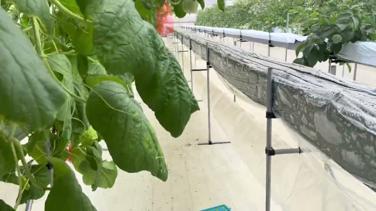 Visit Japanese strawberry farm 6 July 22nd 2566