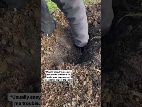 Video: Sådan håndterer du muldvarpe i haven. råd