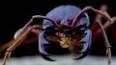 The Astonishing World of Ants ile ilgili video