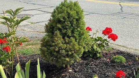 Transplant To Landscape, Dwarf Alberta Spruce - August 10, 2022