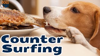 Fix Your Dog's Counter Surfing Before It Starts