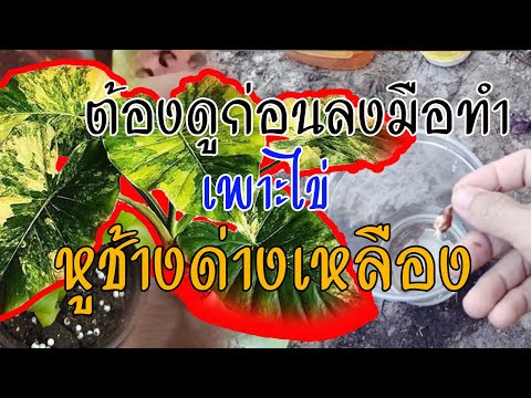 ผลสลากกินแบ่งรัฐบาล วันที่ 1 พย. 2567