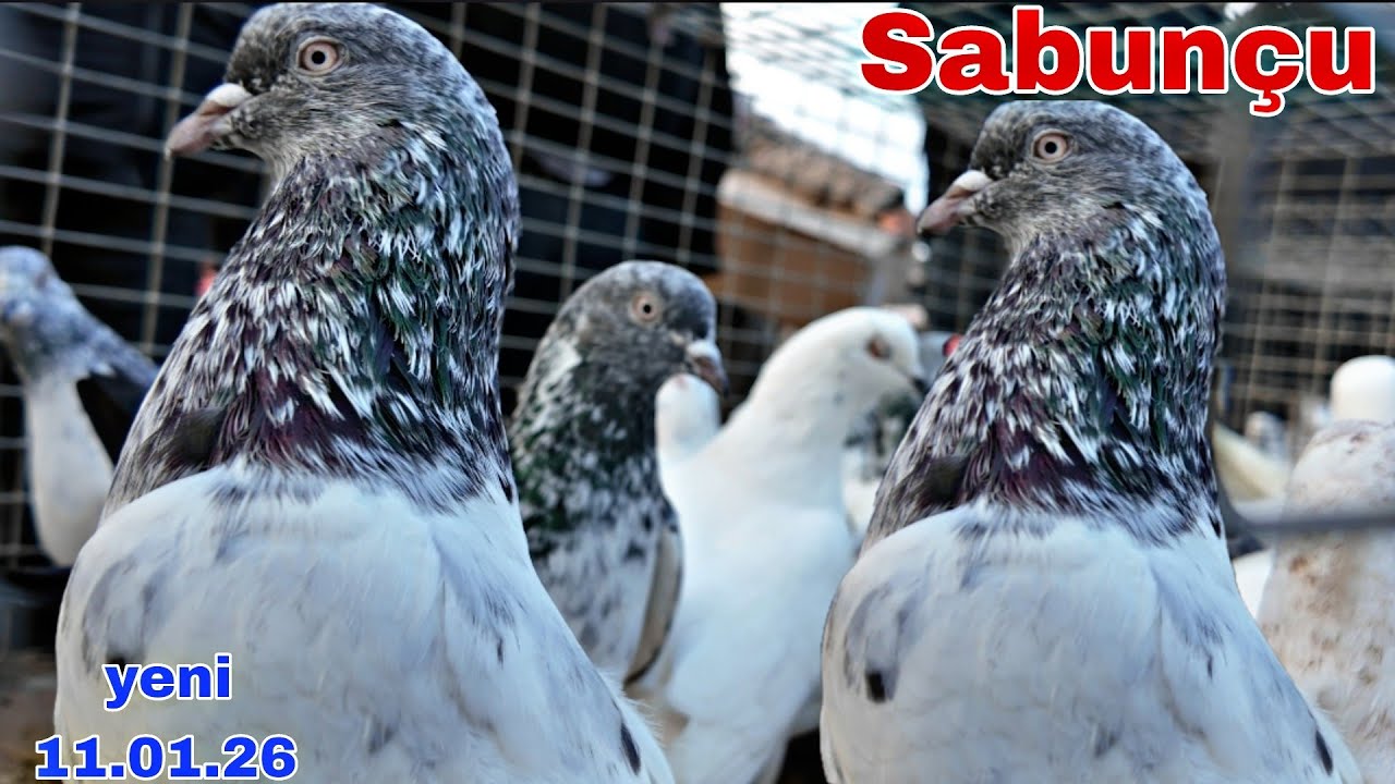 Sabunçu Quş Bazarı 11 yanvar 2026