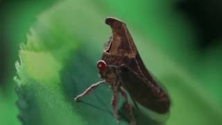 Invisible Nature: Code of the Treehopper | bioGraphic