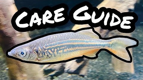 Giant Danio Fish Care Requirements