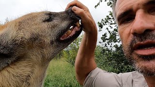 Hyenas Scents and Sense Abilities  Hearing | The Lion Whisperer