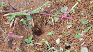 Leafcutter Ant Workers and their daily hustle