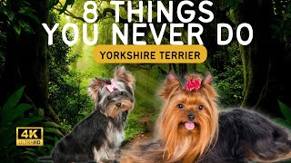 8 Things You Must Never Do to Your Yorkshire Terrier