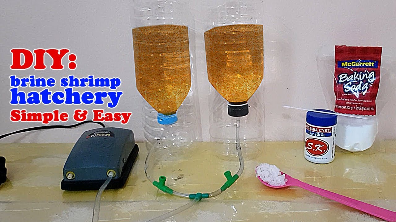 HOW TO: DIY brine shrimp hatchery