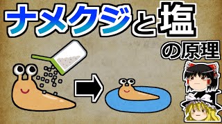 【ゆっくり解説】ナメクジはなぜ塩で溶けるのか？