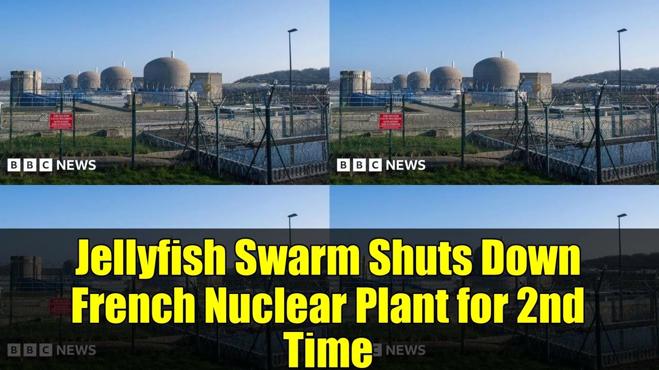 Jellyfish Swarm Shuts Down French Nuclear Plant for 2nd Time