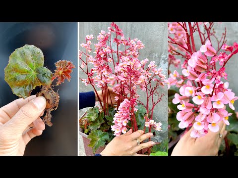 Breeding beautiful, easy to care flowers of the Begonia family, great ideas for your balcony