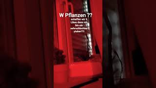 W Pflanzen ?? #pflanzen #aloevera