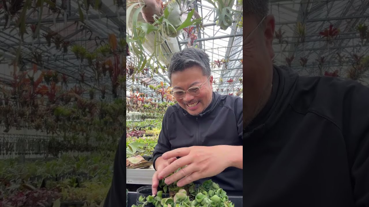 Cultivating Parent Plants - YouTube