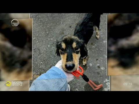 ცხოველების შემგროვებლისგან 30-მდე ძაღლის დახსნის ისტორია