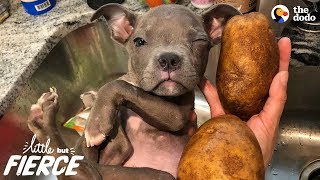 Tiniest Puppy Loves His Pack Of Pit Bulls | The Dodo Little But Fierce