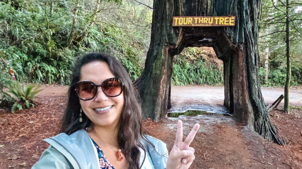 Экскурсия по дереву в городе Кламат, штат Калифорния.
