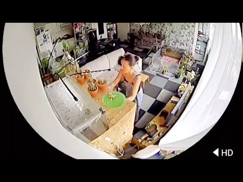 09-22-'26 | 🇳🇱🌿 Surveillance Camera Time-Lapse  — My Heathen Household🕯️🍂 