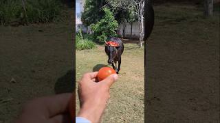 Satisfying Cow Tomato Crunch! 🍅🔊 #asmr #shorts #cowlove
