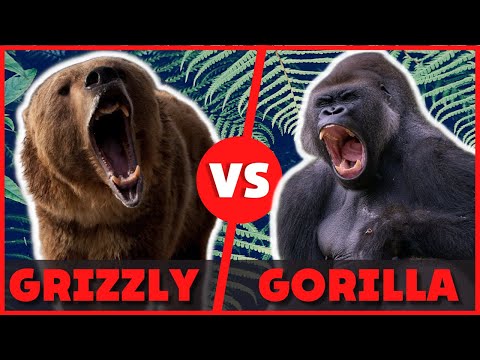 Video: Qual è il più grande gorilla silverback?