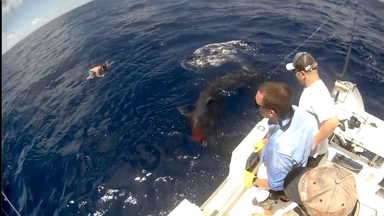 Mako Shark attacks Marlin YouTube