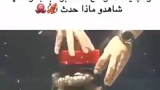 الأخطبوط من اذكي انواع الرخويات مشاهده مذهله