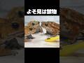 集中できないヒキガエル funny toad video