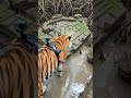 I’m a Tiger in the Sundarbans… My GoPro Found a Forgotten Temple in the Mangroves 🐅🌿