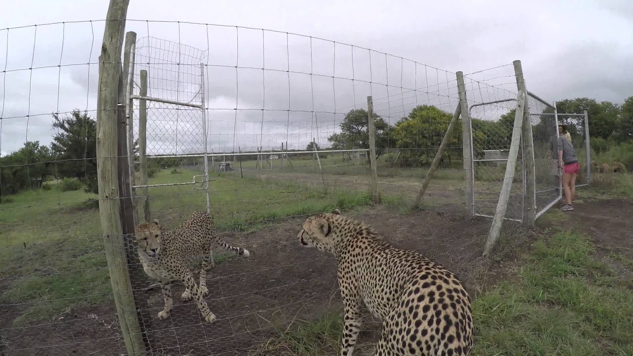 What sounds does a cheetah make? - YouTube