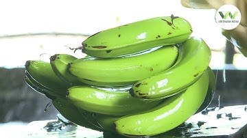 Tận mắt chứng kiến quy trình sản xuất chuối sạch tiêu chuẩn VIETGAP - HỢP TÁC XÃ chuối VIBA