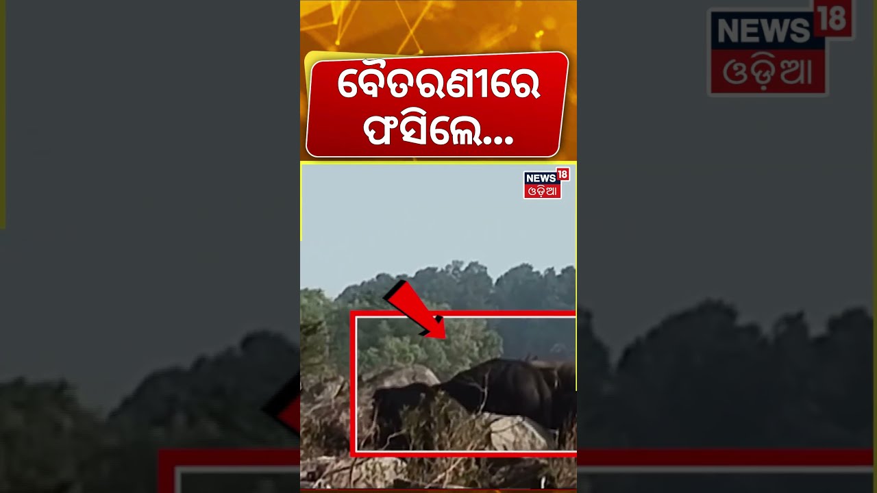 ବୈତରଣୀରେ ସଙ୍କଟ ! ଫସିଲେ ହାତୀପଲ | 9 Elephants Trapped in Odisha Floodwaters for 4 Hours |Keonjhar News