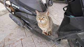 I befriended a cat riding a motorcycle.