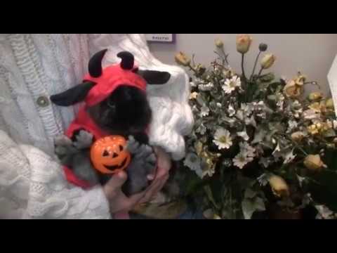 Halloween 2017　Bunny Devil　Part4 　お母さんと一緒　mp4