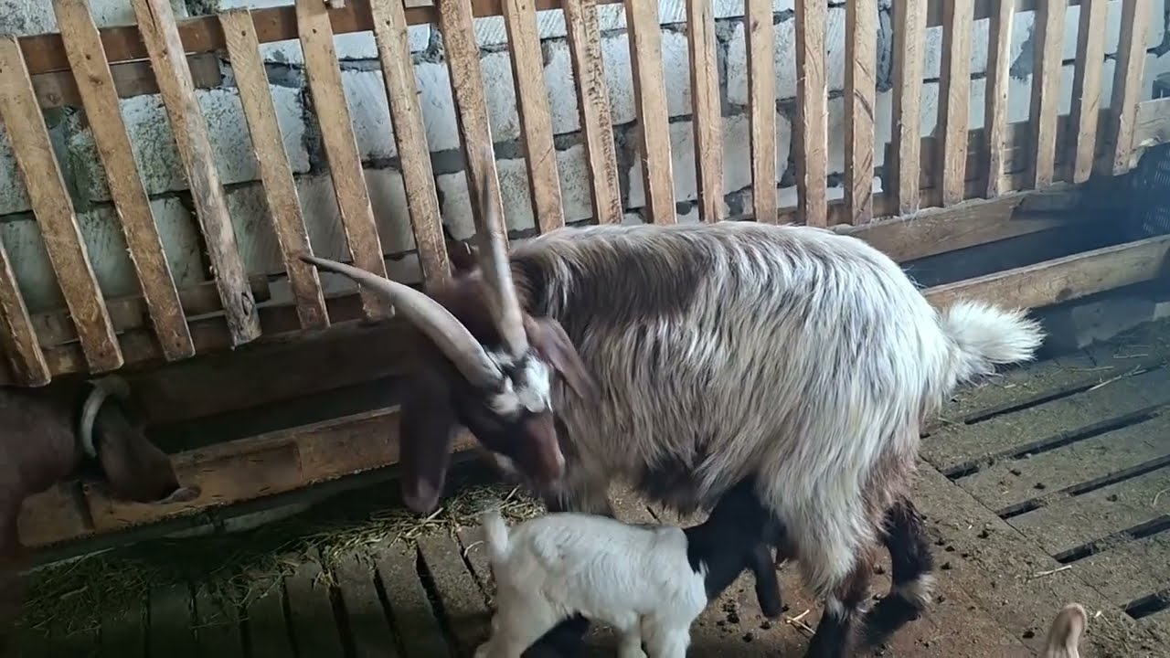 Yeni çəpişlərimiz.