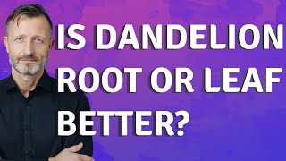 Is dandelion root or leaf better?