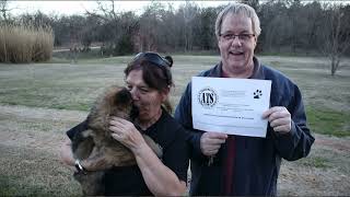 ATS Purebred German Shepherd Dogs by American Timberline Shepherds ATS 318 views 3 months ago 2 minutes, 33 seconds