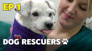 The Dog Rescuers: Hospital Heroes - Episode 1 | Full Documentary