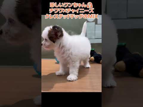 かわいい犬紹介 珍しいチワワ×チャイニーズクレステッドドッグのMIX🐩【横浜ペットショップ ベルドック】#shorts #犬のいる暮らし