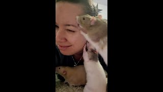 Rats Licking Owner Face As She Sits Still Making Her Laugh