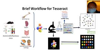 A NEW SPATIAL SINGLE CELL TRANSCRIPTOMICS METHOD FOR DETECTING SIGNALING RELATIONSHIPS IN STEM...
