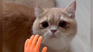 You Definitely Laugh ➙ Funny Cats Life * Сute Сompilation PART 4 by Pets and gags 43,222 views 1 year ago 11 minutes, 21 seconds