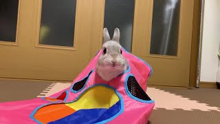 うさぎさんの夜のお遊びの時間