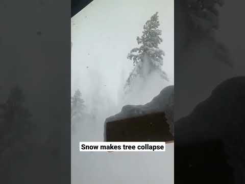 Scary moment 🥶 Snow makes tree collapse🤯|| #shorts