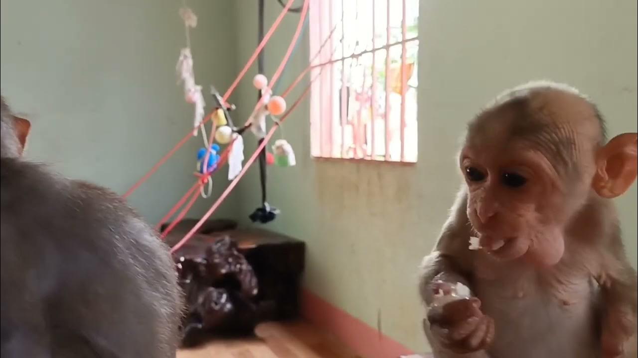 The baby monkey being punished looks very pitiful"Monkey Baby hihi