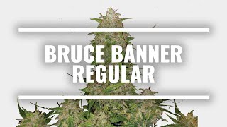 Bruce Banner Regular Strain Information | MSNL