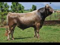 Brown Swiss (Braunvieh) bulls