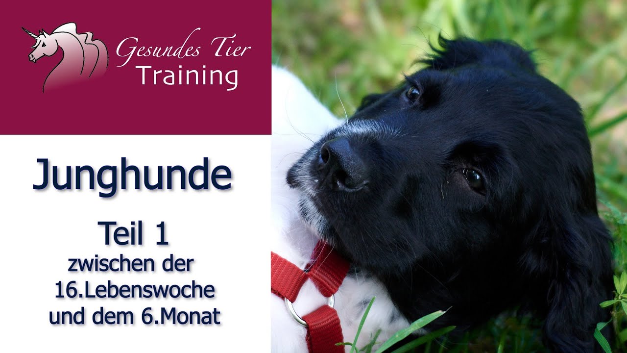 Hundetraining - Junghunde zwischen der 16.Lebenswoche und 6.Monat