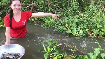 Het meisje zet een net op om vis te vangen in het droge seizoen en het einde/@lieu mien tay