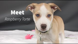 Meet Raspberry Torte the Husky Mix Puppy by Berkeley Humane 368 views 1 year ago 44 seconds