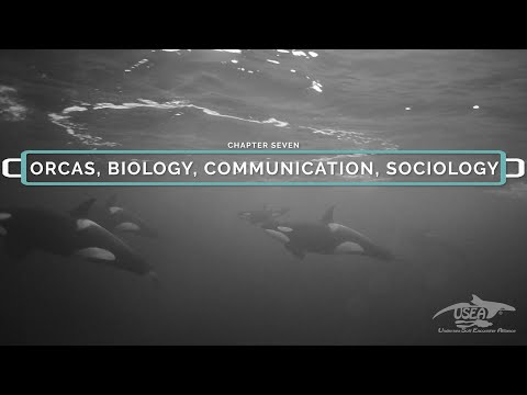 ORCAS - BIOLOGY, SOCIOLOGY, COMMUNICATION